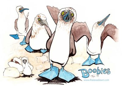 5 blue footed boobies